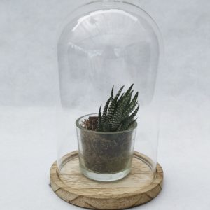 ALOE-ARISTATA-CLOCHE-EN-VERRE