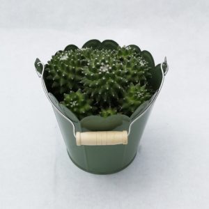 CACTUS-SEAU-EN-ZINC