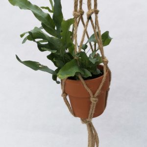 DETAIL-FOUGERE-SUSPENSION-MACCRAME-CORDE
