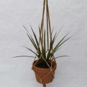 DRACENA-SUSPENSION-MACCRAME-CORDE-2-