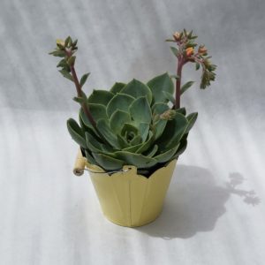 ETCHEVERRIA-EN-FLEUR-SEAU-EN-ZINC