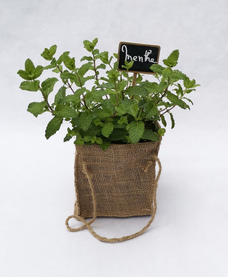 PIED-DE-MENTHE-SAC-DE-JUTE