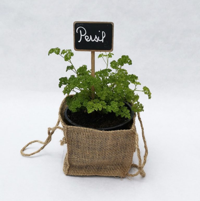 PIED-DE-PERSIL-SAC-DE-JUTE