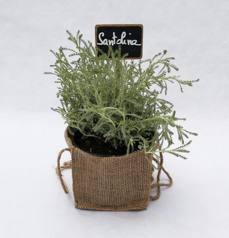 PIED-DE-SANTOLINE-SAC-DE-JUTE