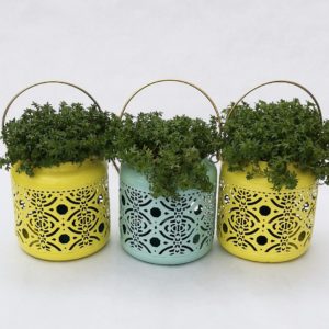 SAXIFRAGE-SUSPENSION-METAL