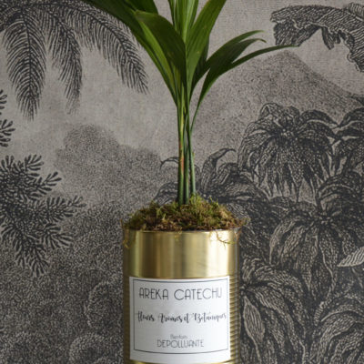 AREKA CATECHU