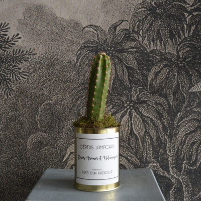 CEREUS JAMACARU