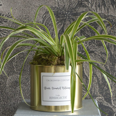 CHLOROPHYTUM COMOSUM