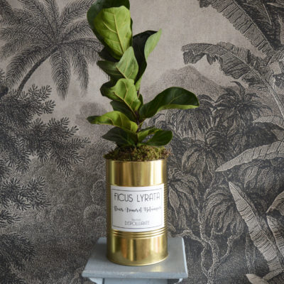 FICUS LYRATA