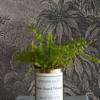 NEPHROLEPIS EXALTATA