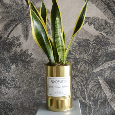 SANSEVIERIA