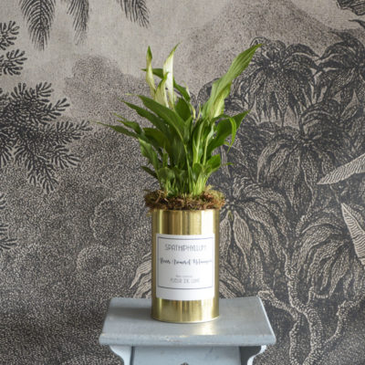SPATHIPHYLLUM