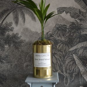 Plante verte Areka Catechu