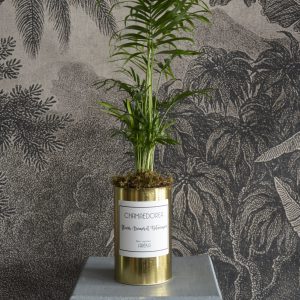 Plante verte Chamaedorea