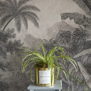 Plante verte Chlorophitum