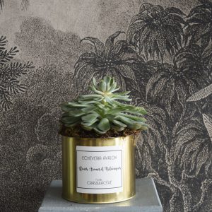 Plante verte Echeveria Avalon