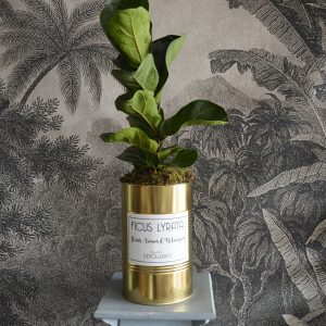 Plante verte Ficus Lyrata