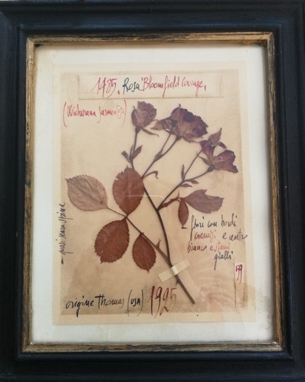 Zoom sur l'herbier vintage