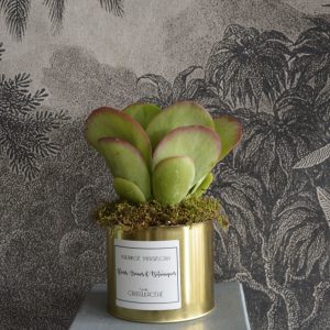 Plante verte Kalankoe Thyrsiflora