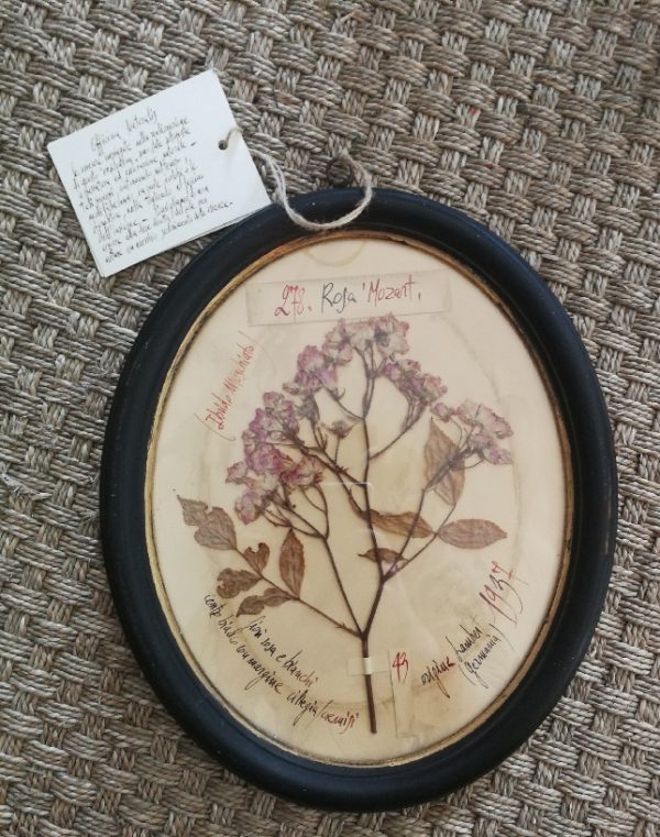 Herbier vintage de forme ovale