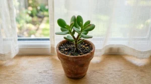 comment entretenir un arbre de jade