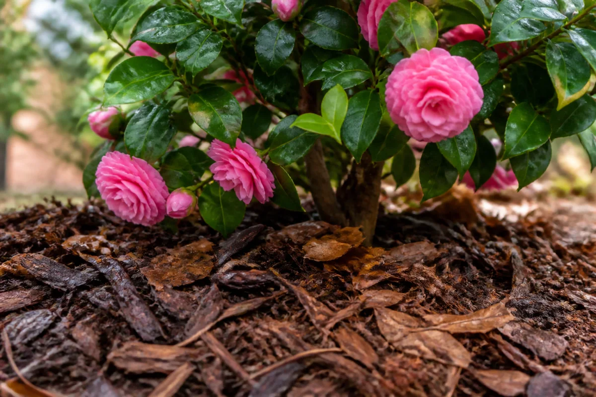 comment entretenir un camelia