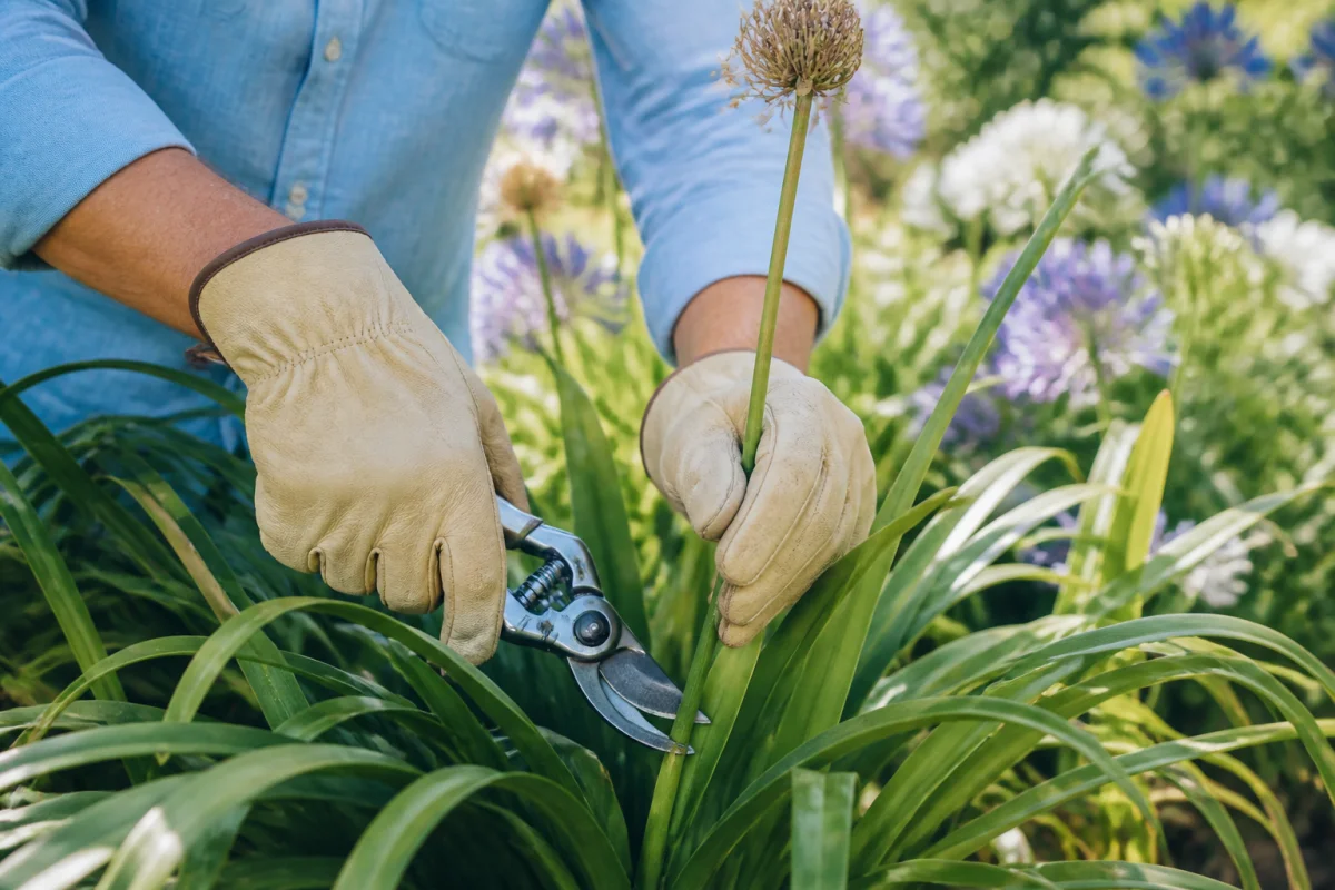 Comment entretenir les agapanthes toute l année